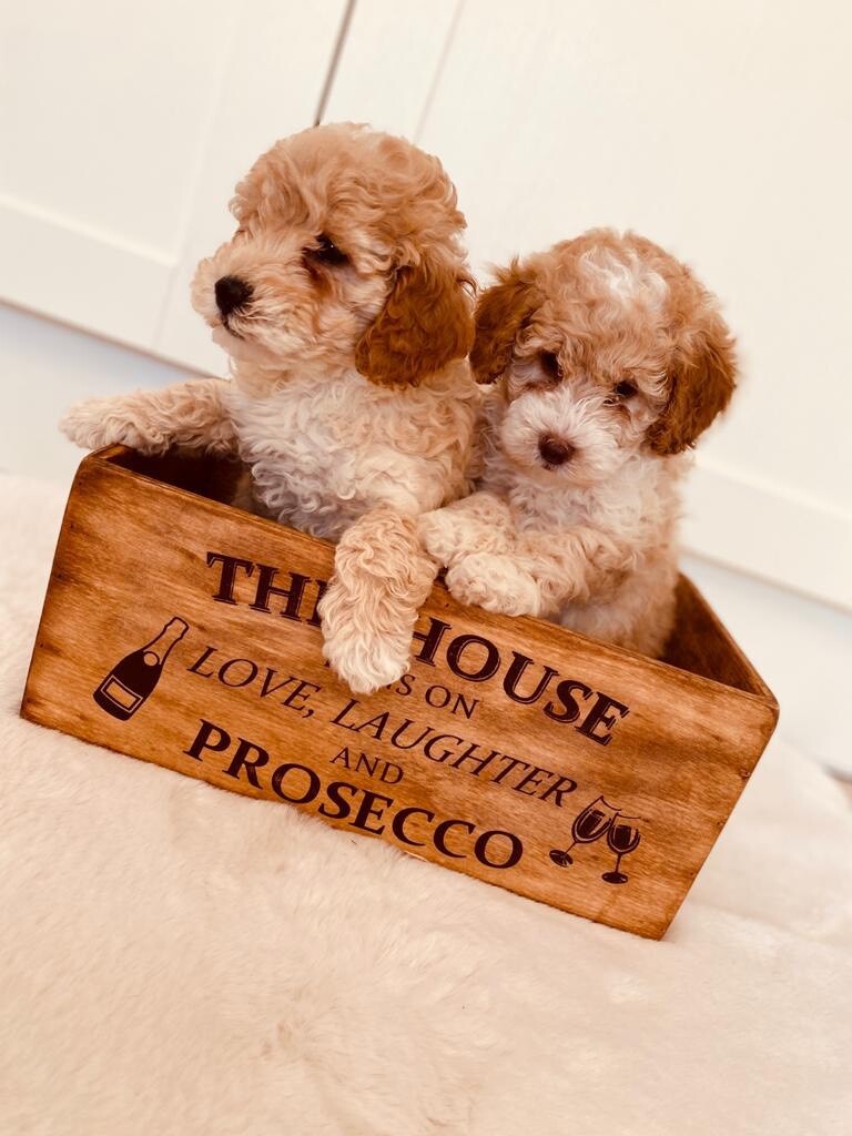 gumtree cavapoo puppies